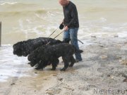 Превью фото № 136975