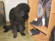 Превью фото № 137009