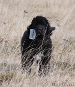 Превью фото № 137027