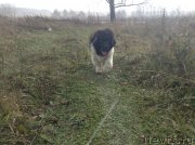 Превью фото № 137073