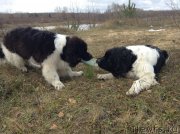 Превью фото № 137083