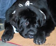 Превью фото № 137159