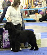 Превью фото № 137171