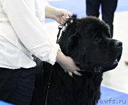 Превью фото № 137172