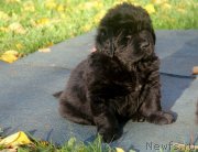 Превью фото № 137247