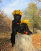 Превью фото № 137263