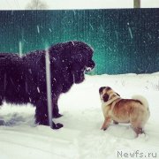 Превью фото № 137265