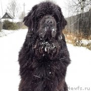 Превью фото № 137267