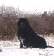 Превью фото № 137274