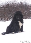 Превью фото № 137276