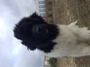 Превью фото № 137316