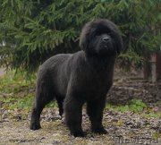 Превью фото № 137438