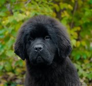 Превью фото № 137441