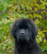 Превью фото № 137442