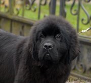 Превью фото № 137447