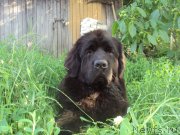 Превью фото № 137532