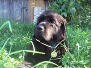 Превью фото № 137533