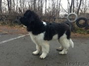 Превью фото № 137537