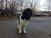 Превью фото № 137538