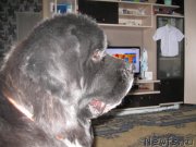 Превью фото № 137586