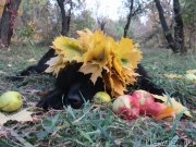 Превью фото № 137607