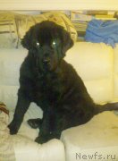 Превью фото № 137618