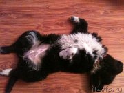 Превью фото № 137629