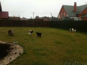 Превью фото № 137636