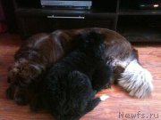 Превью фото № 137639