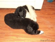 Превью фото № 137640