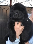 Превью фото № 137657