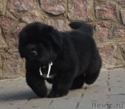 Превью фото № 137658