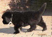 Превью фото № 137667