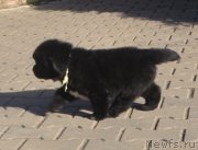 Превью фото № 137669