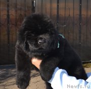 Превью фото № 137673