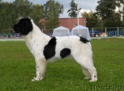 Превью фото № 137696