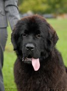 Превью фото № 137698