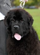 Превью фото № 137701