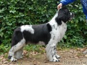 Превью фото № 137706