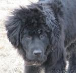 Превью фото № 13771