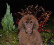 Превью фото № 137725