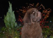 Превью фото № 137733