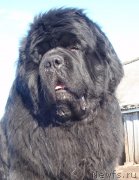 Превью фото № 137740