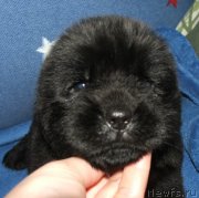 Превью фото № 137744