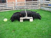 Превью фото № 137768