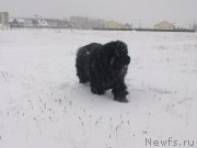 Превью фото № 137819