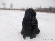 Превью фото № 137820