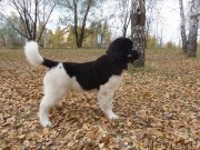 Превью фото № 137837