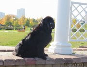 Превью фото № 137849