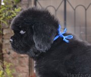 Превью фото № 137854